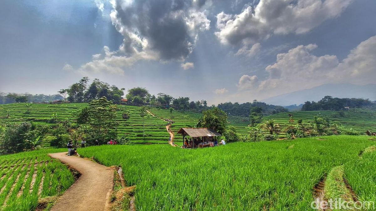 Pemandangan sawah di Desa Duwet