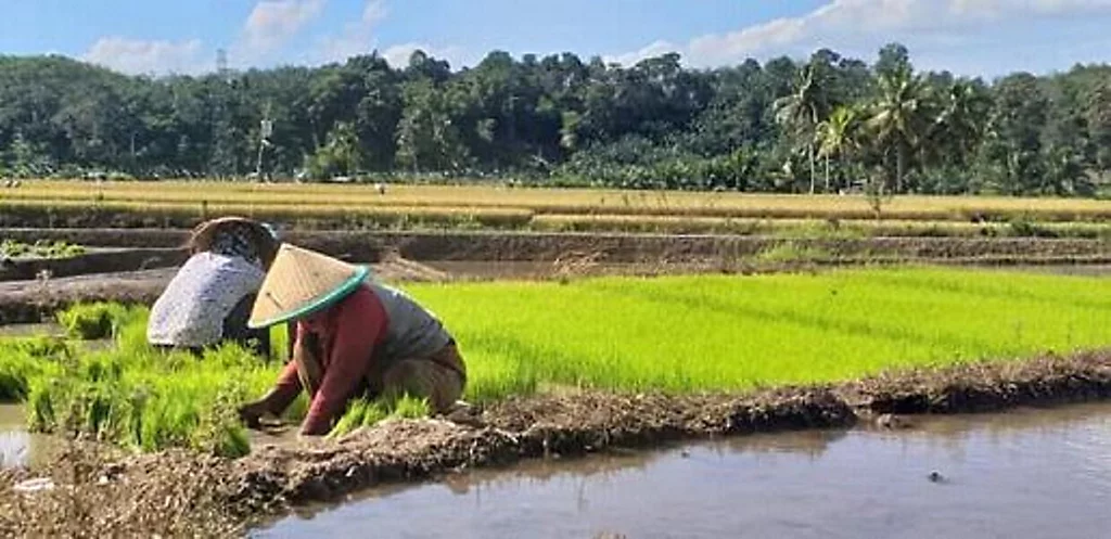 Petani di sawah